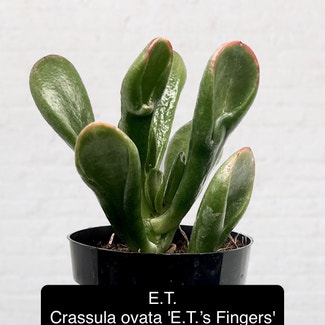 ET Fingers plant in Excelsior Springs, Missouri