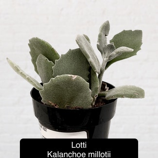 Millot Kalanchoe plant in Excelsior Springs, Missouri