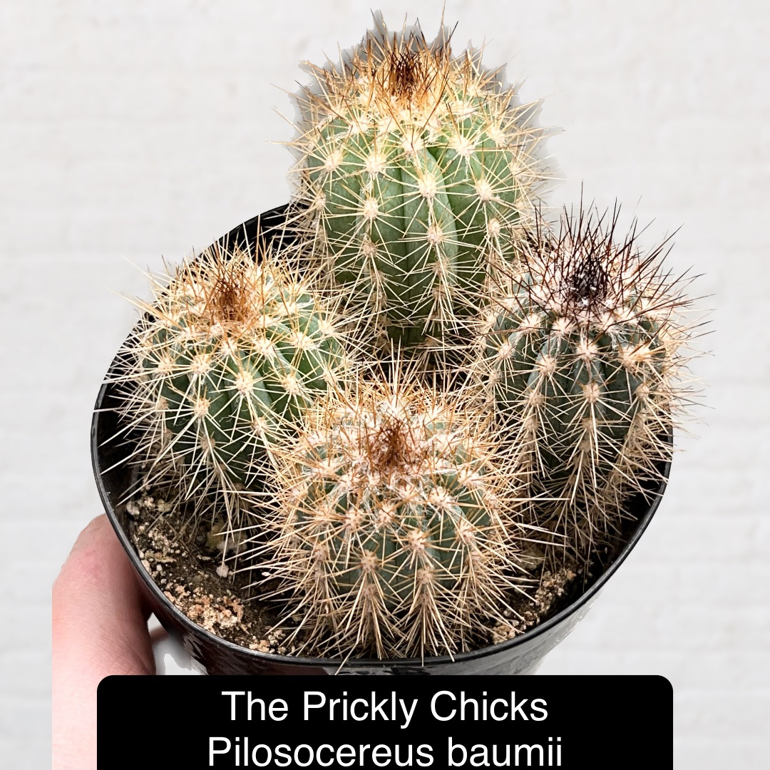 Photo of the plant species Blue Columnar Cactus by @Beeps named (OD FD) The Prickly Chicks on Greg, the plant care app