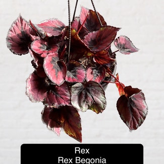 Rex Begonia plant in Excelsior Springs, Missouri