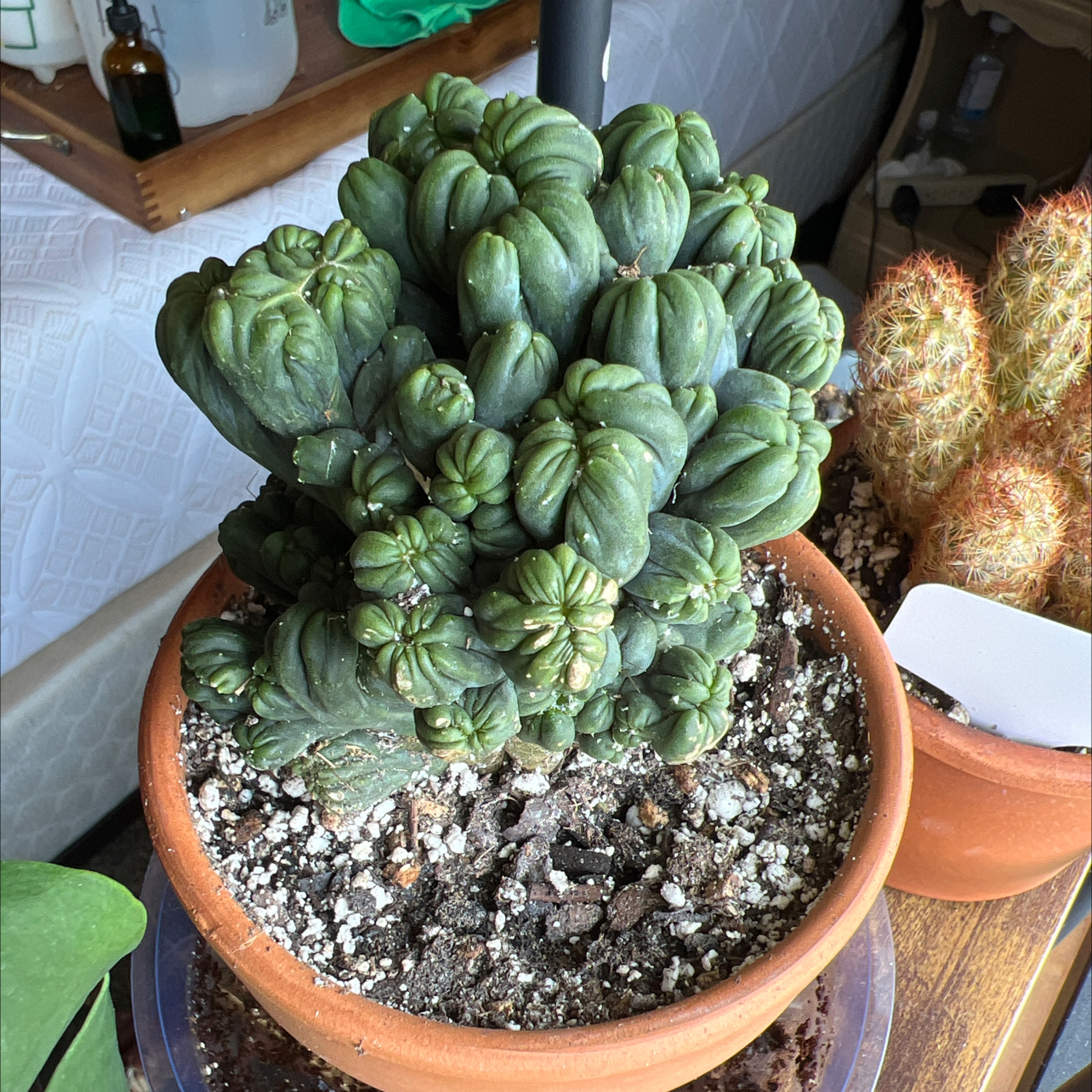 Photo of the plant species Crested Ming Thing by @Beeps named (GB) Bernard on Greg, the plant care app