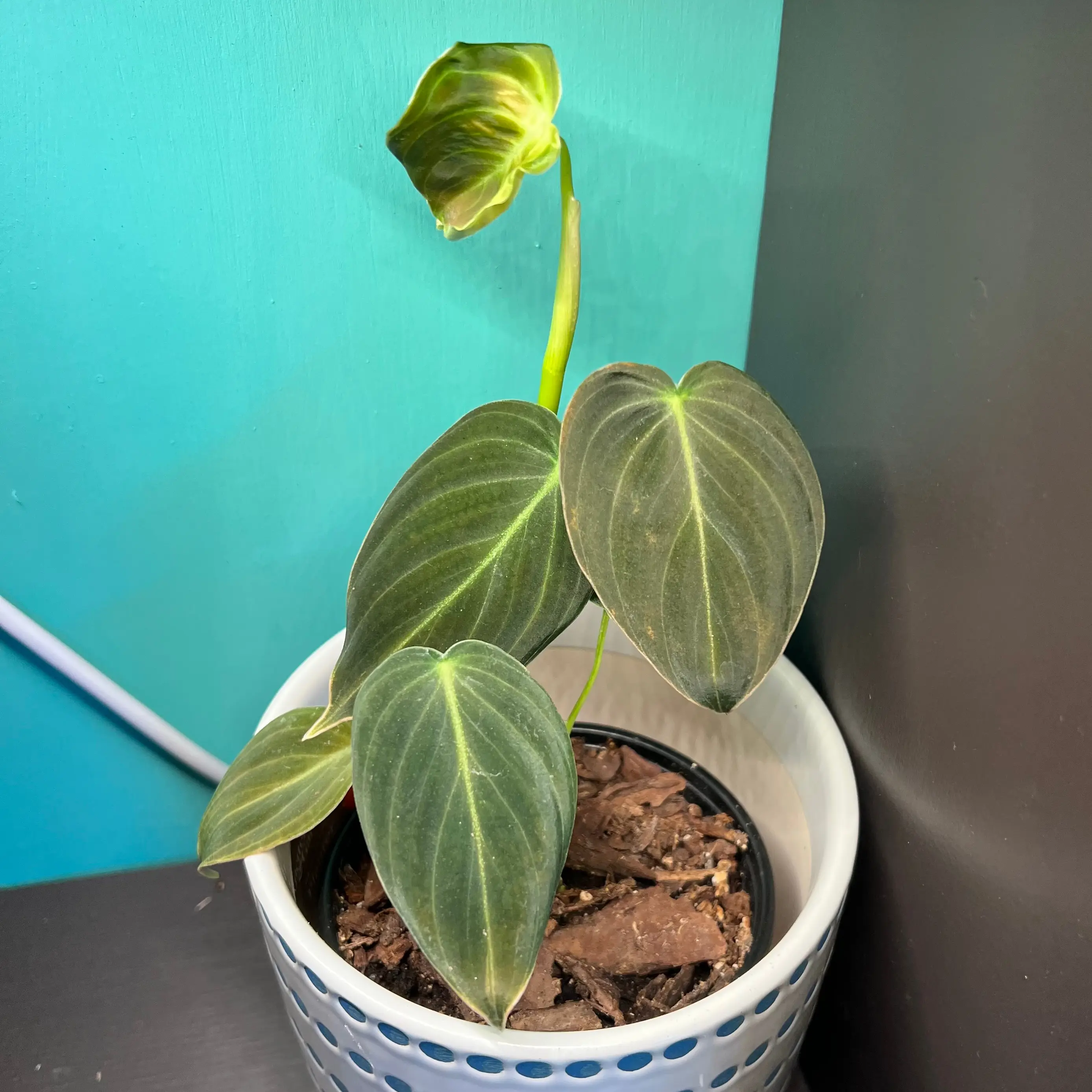 Black Gold Philodendron plant in a pot with visible soil and one wilting leaf.