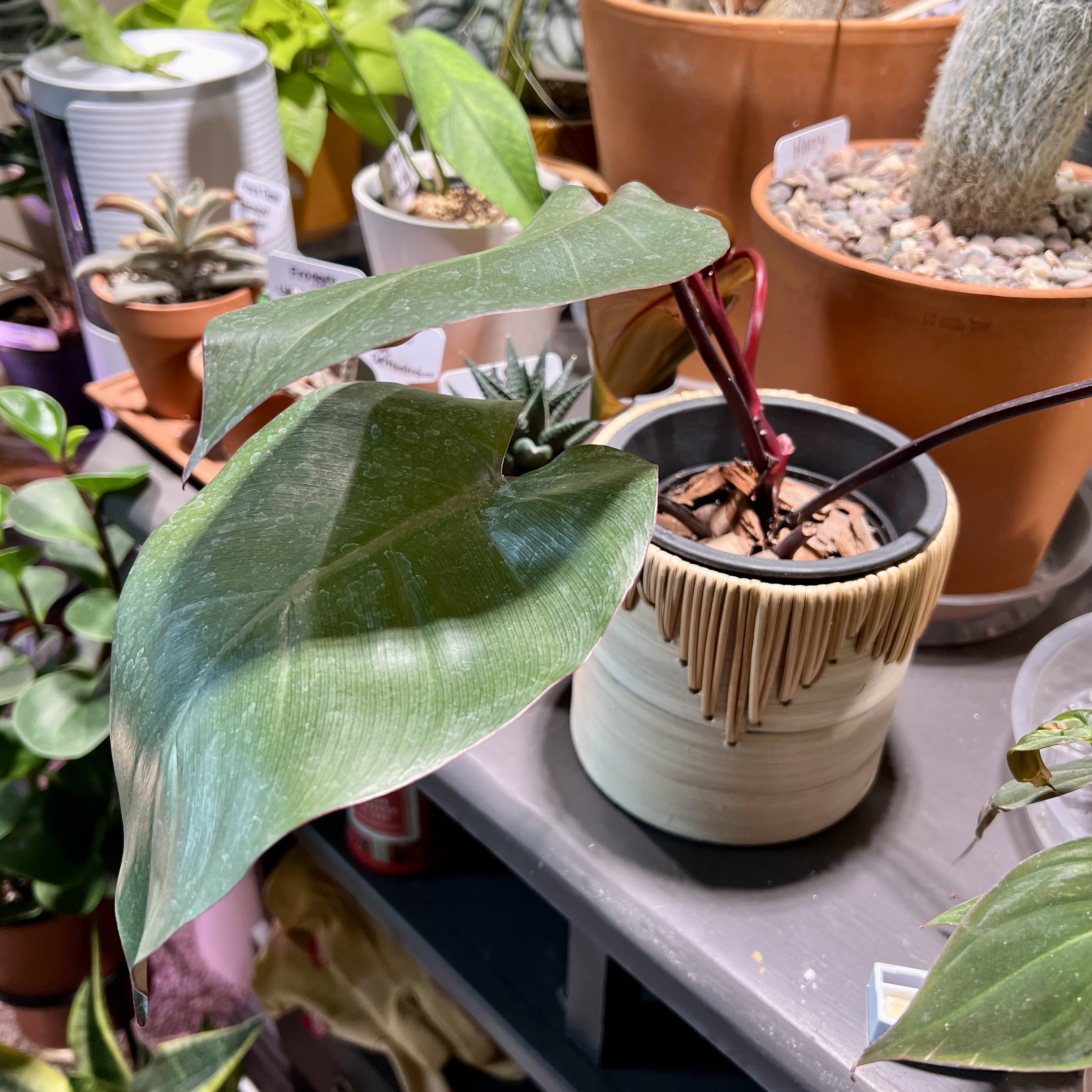 Philodendron Dark Lord plant in a pot with other plants in the background.