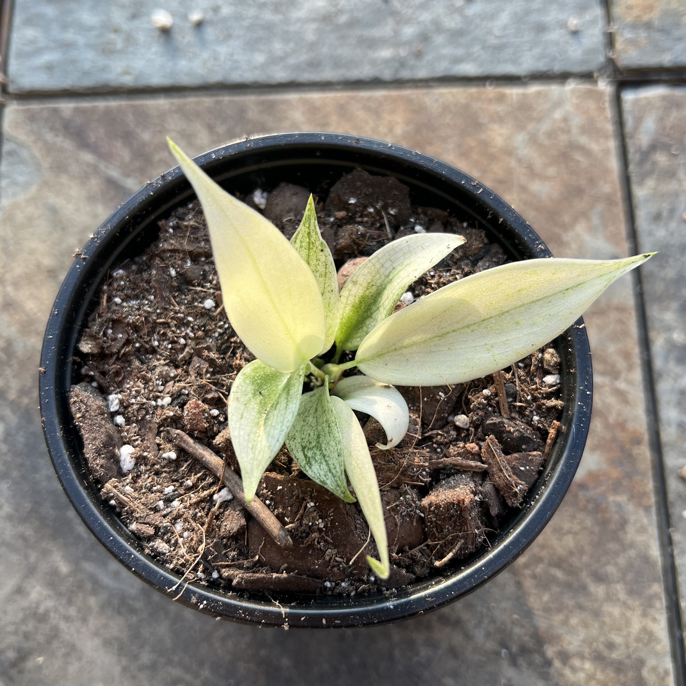 Philodendron 'Florida Ghost' plant in a pot with pale leaves and visible soil.