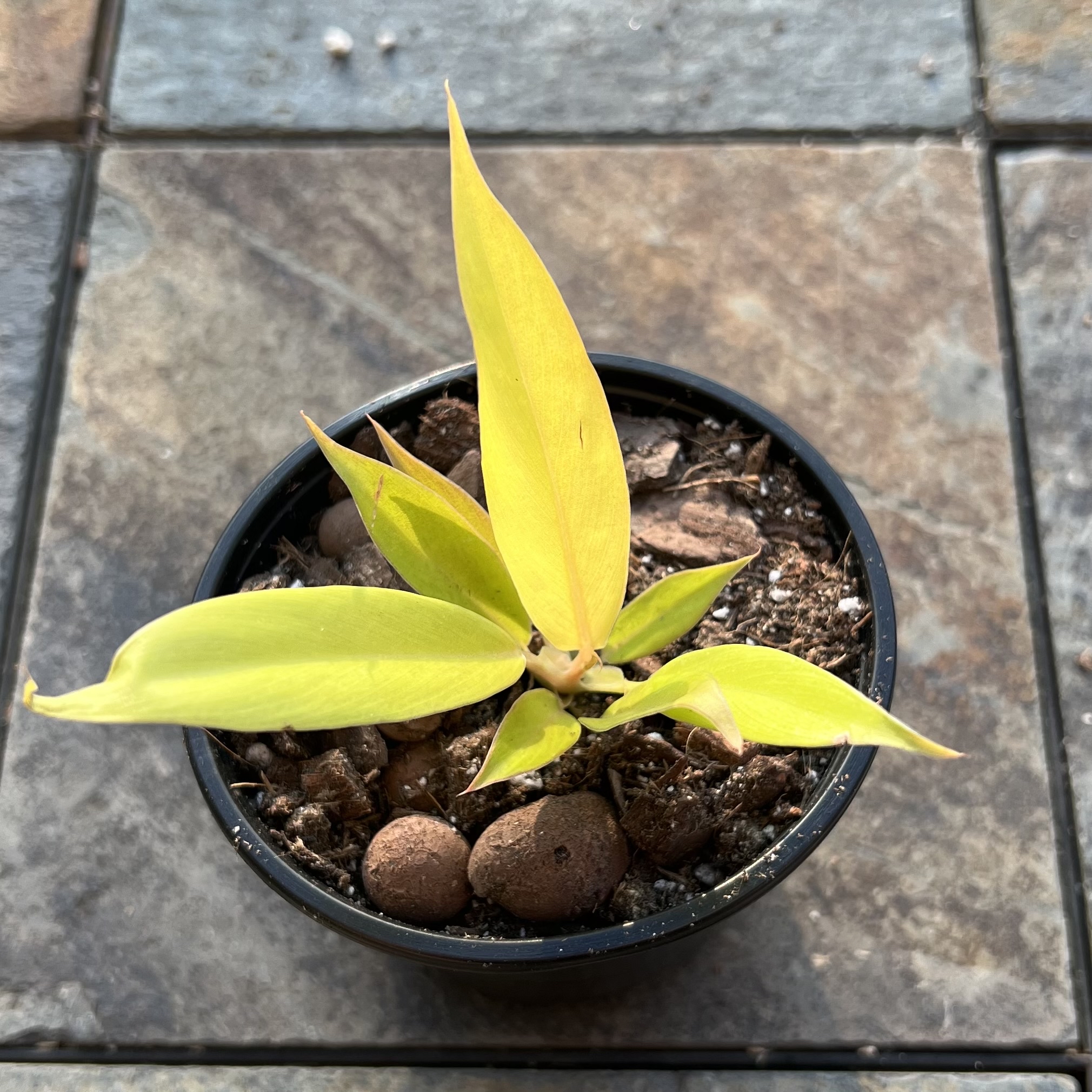 Potted Golden Crocodile plant with yellow leaves on a tiled surface.