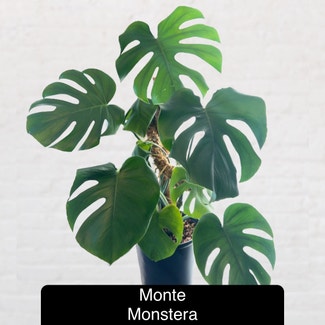 Monstera plant in Excelsior Springs, Missouri