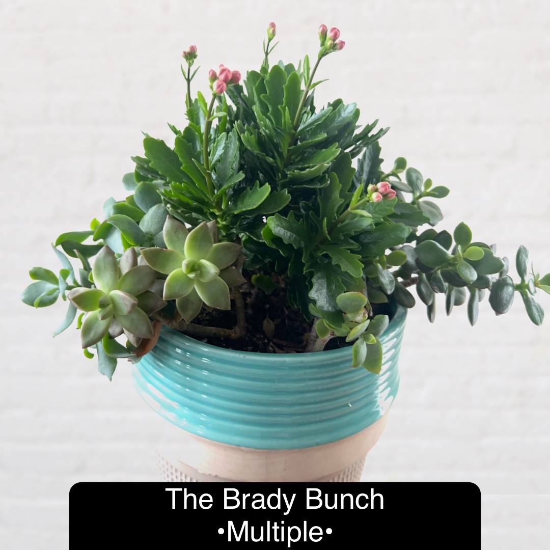 Photo of the plant species Assorted Succulents by @Beeps named (OD FD) The Brady Bunch on Greg, the plant care app