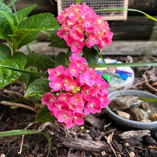 French Hydrangea plant in Excelsior Springs, Missouri