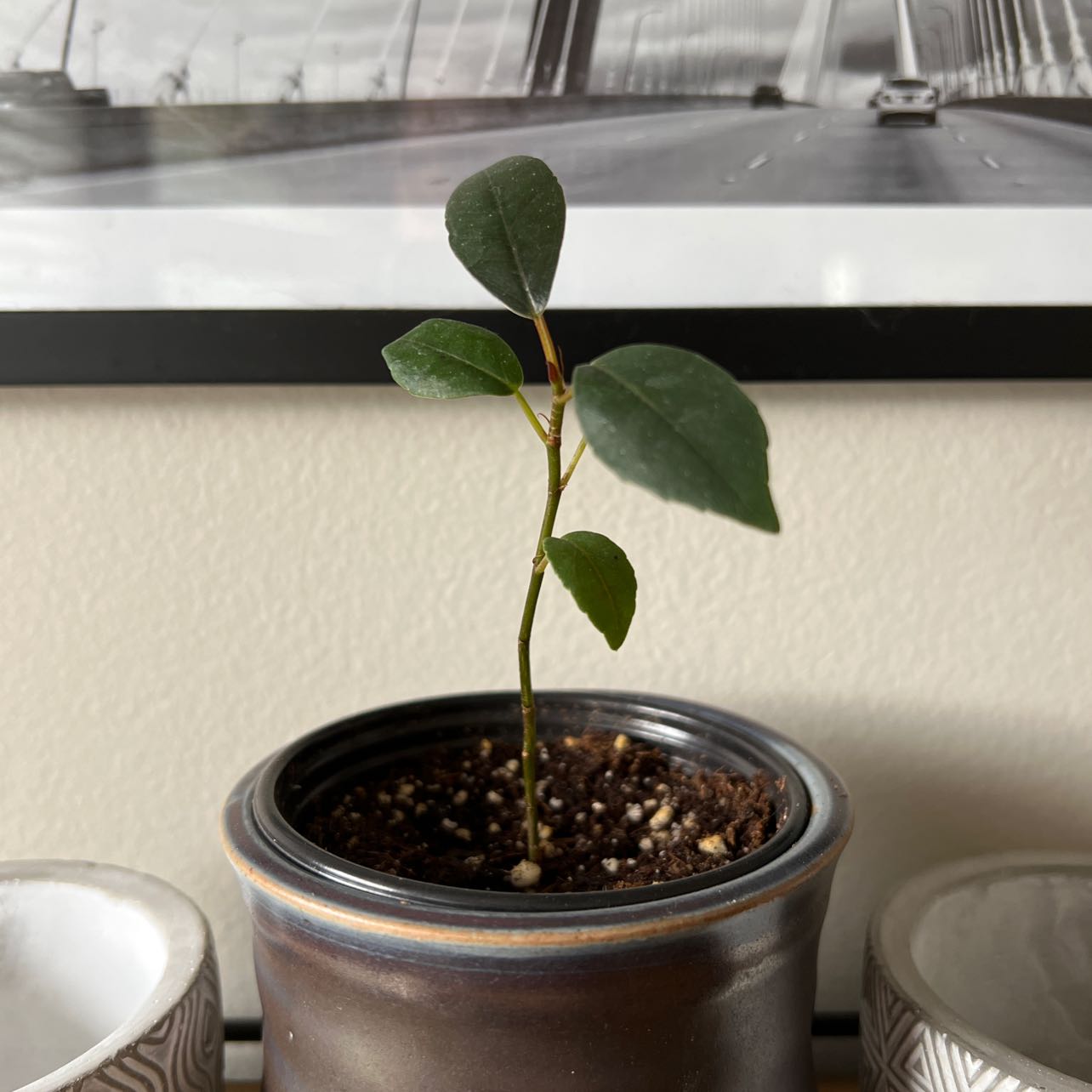 Young Burgundy Rubber Tree plant in a pot with green leaves, background includes a framed picture.