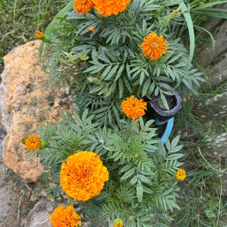 African Marigold plant in Excelsior Springs, Missouri