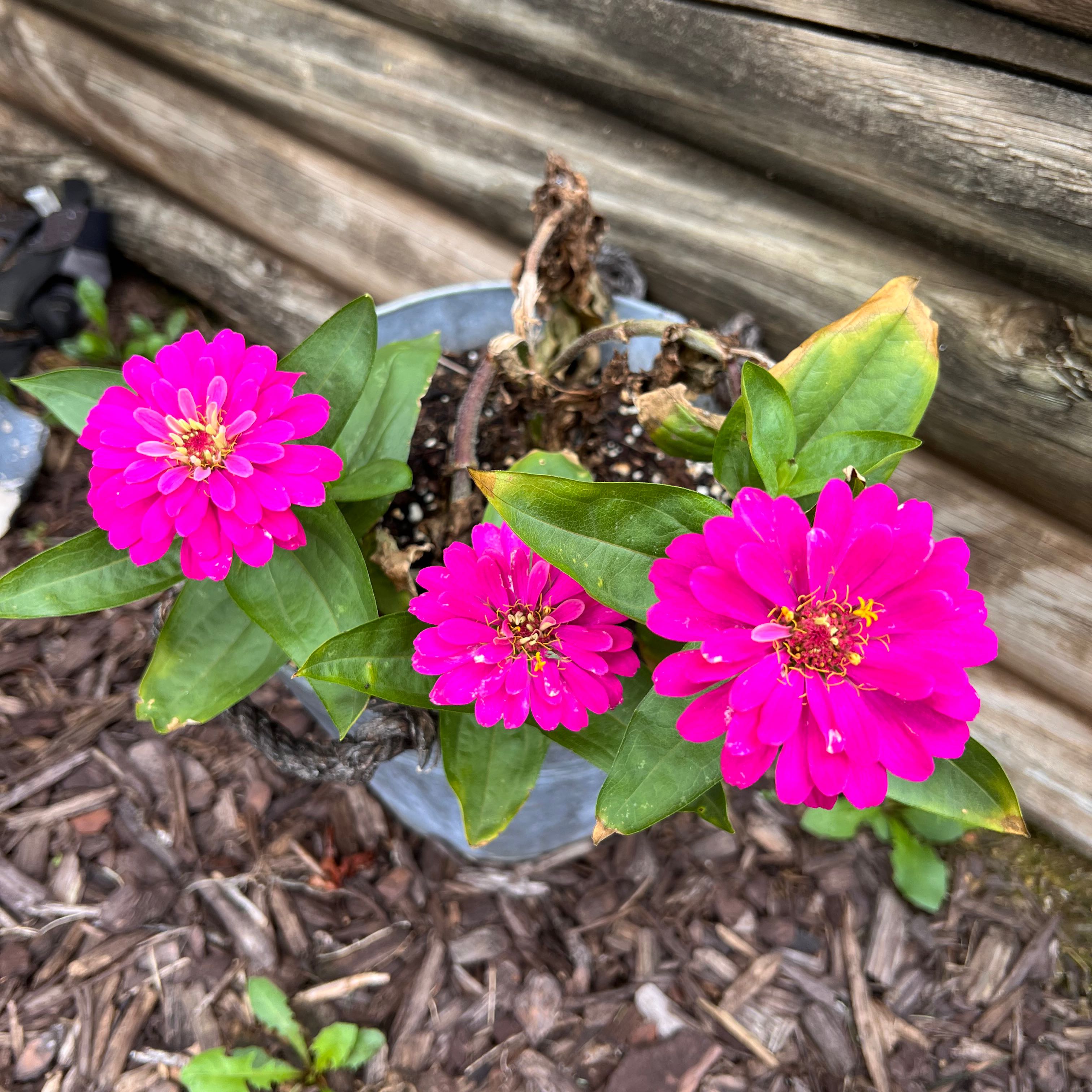 🌸 What Does It Mean When Common Zinnia Blooms?