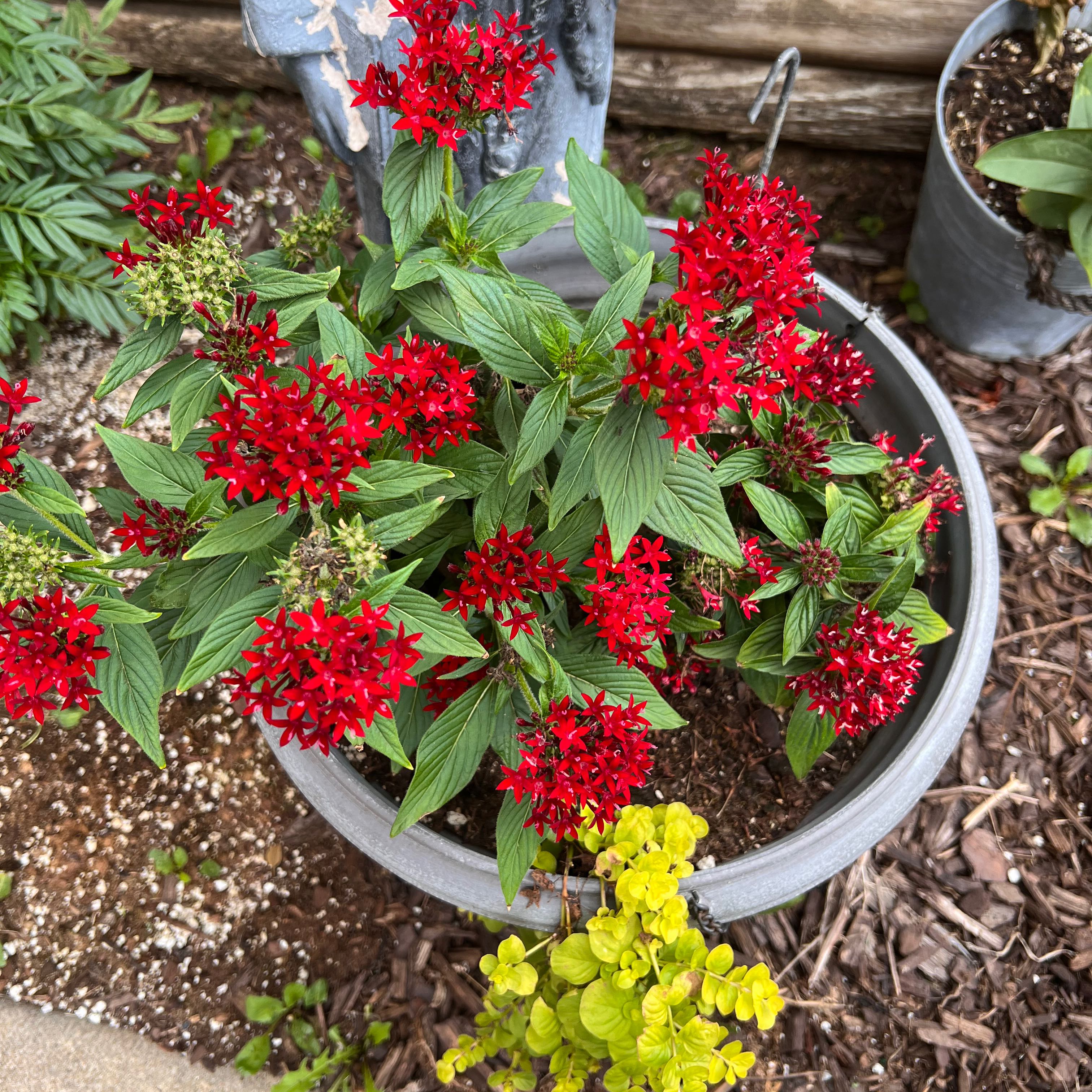 Egyptian Starcluster plant in a pot with vibrant red flowers and healthy green leaves.