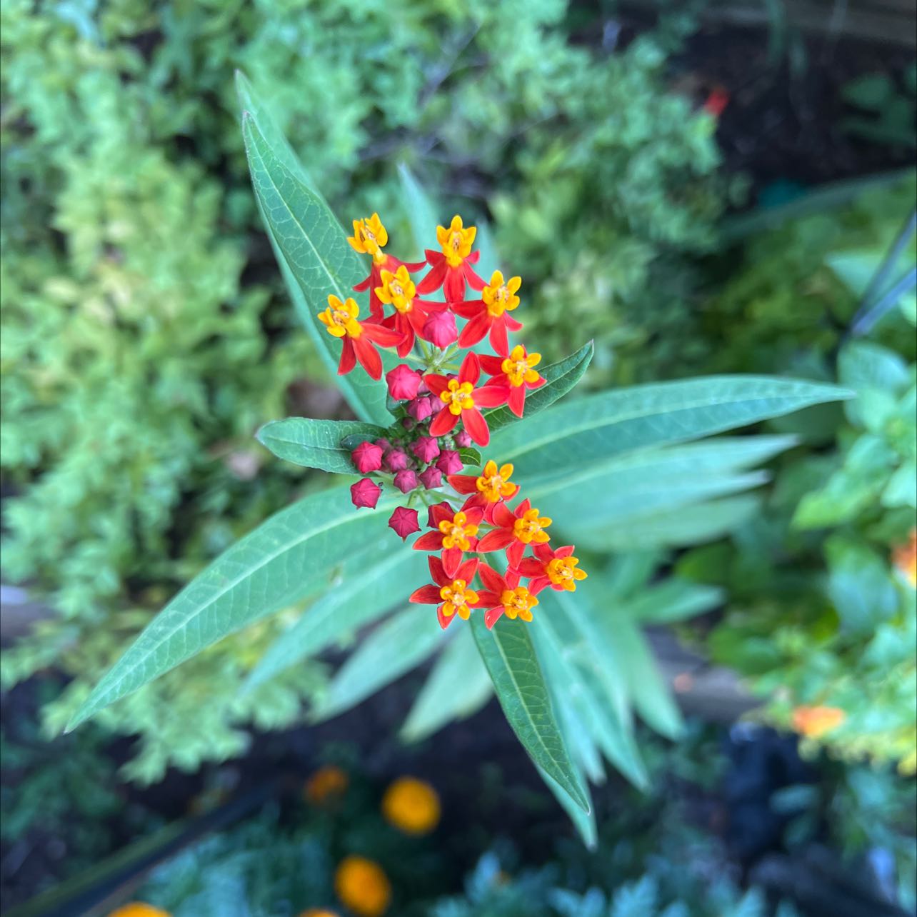 Scarlet Milkweed plant with vibrant red and yellow flowers and healthy green leaves.