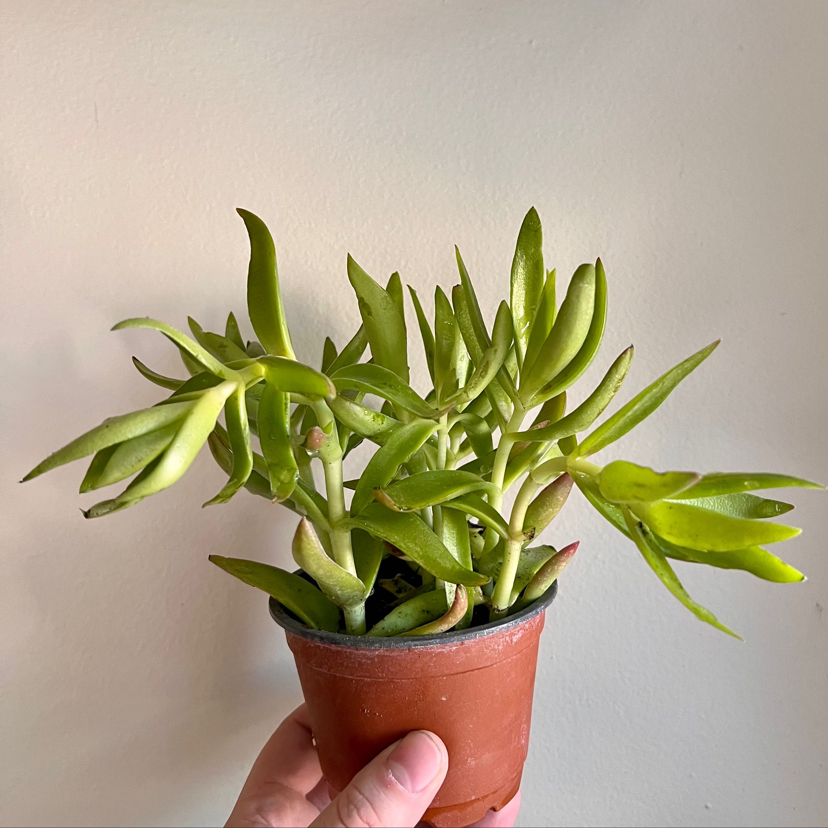 Crassula capitella 'Campfire' plant in a small pot held by a hand.