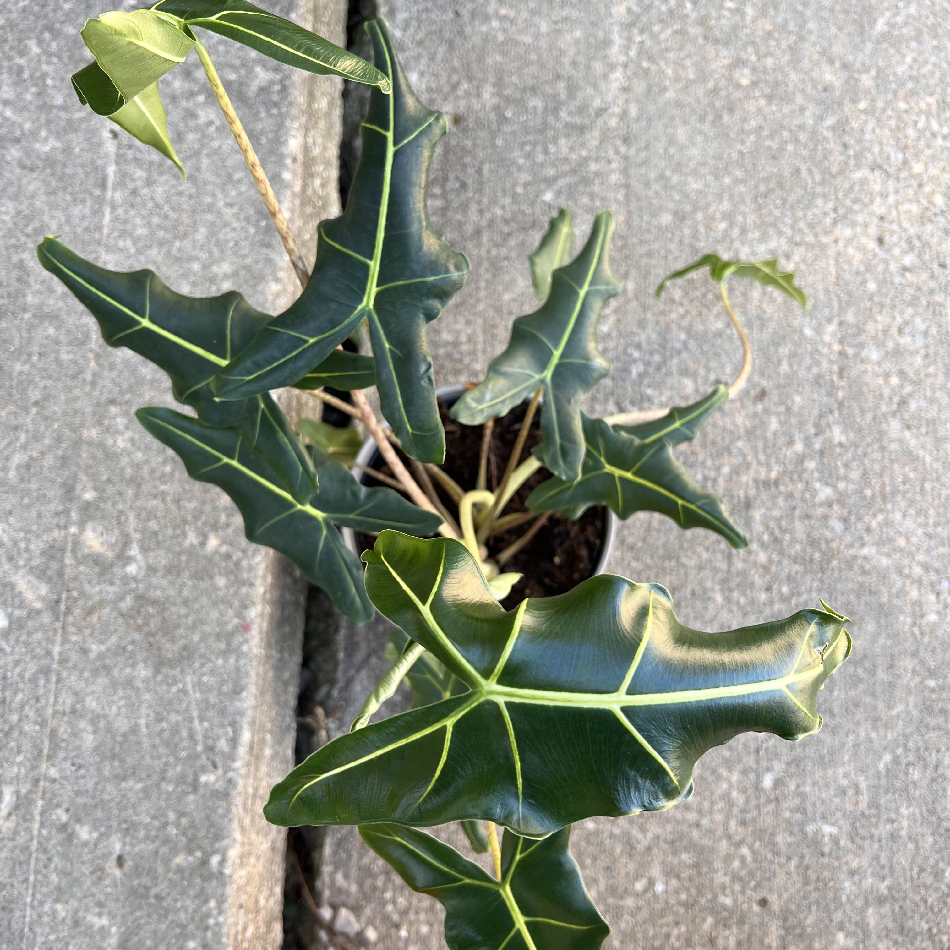 Alocasia 'Sarian' plant with dark green leaves and prominent veins, well-framed and healthy.