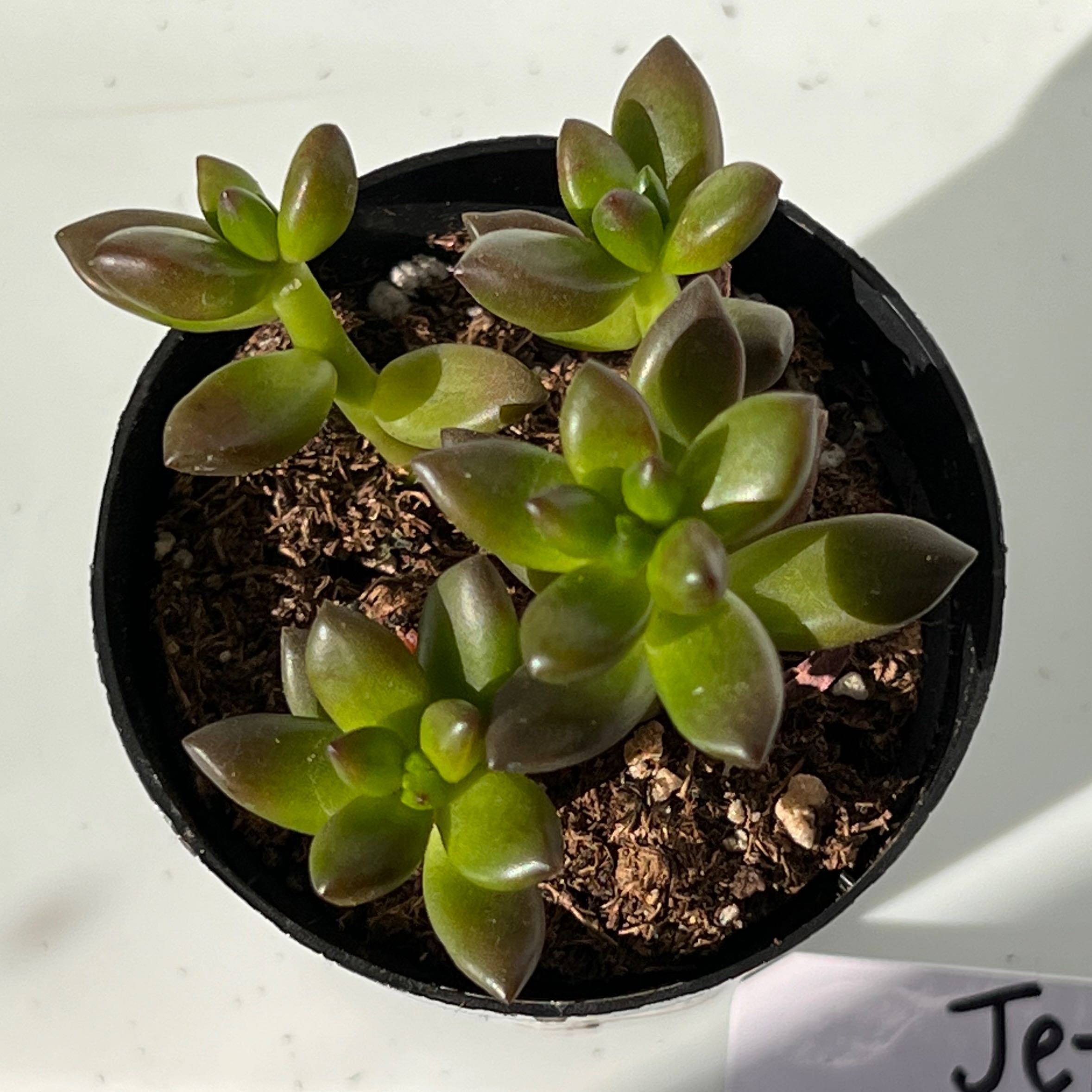 Potted Sedeveria 'Jet Beads' succulent with green and reddish leaves.