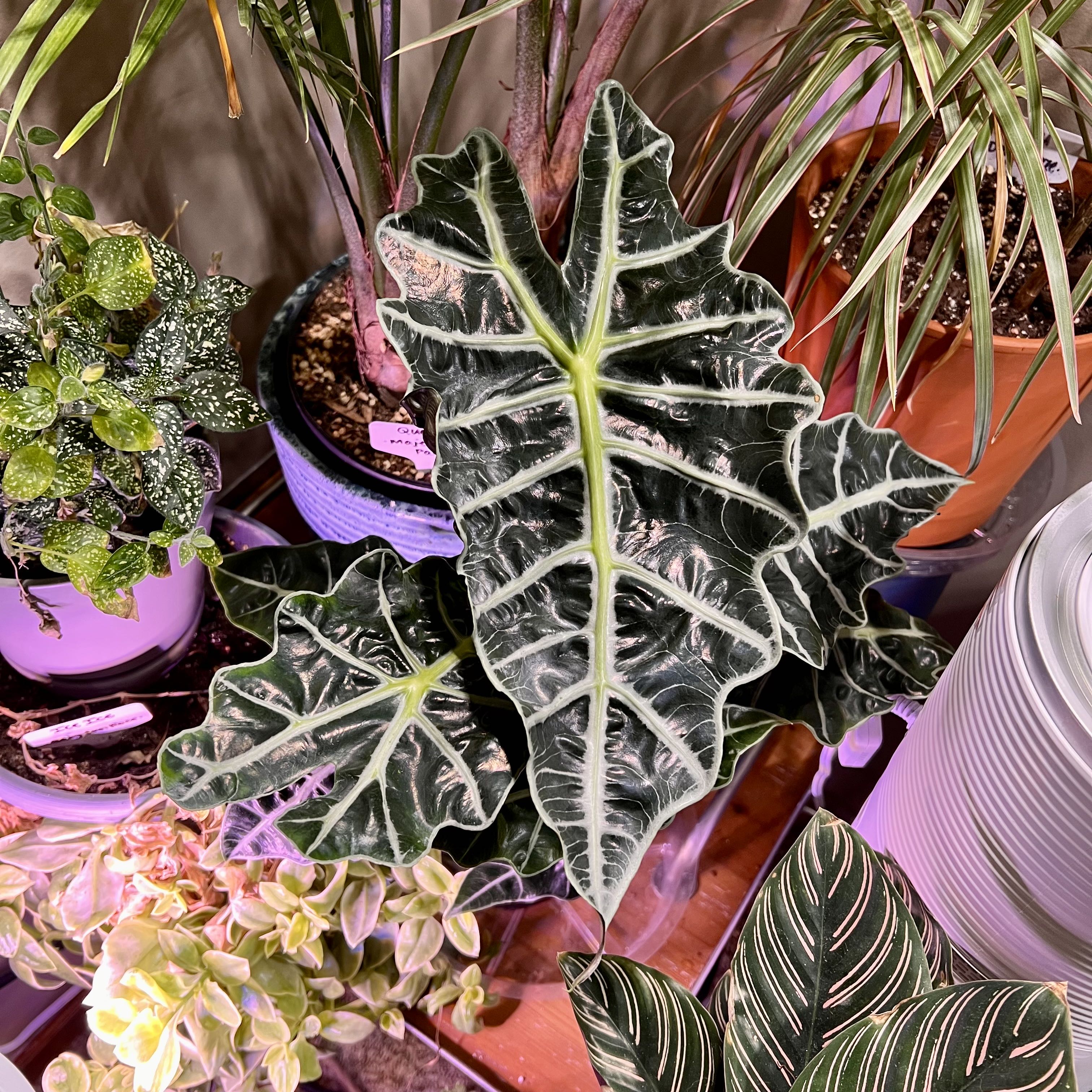 Alocasia Amazonica 'Polly' plant with healthy leaves, surrounded by other plants.