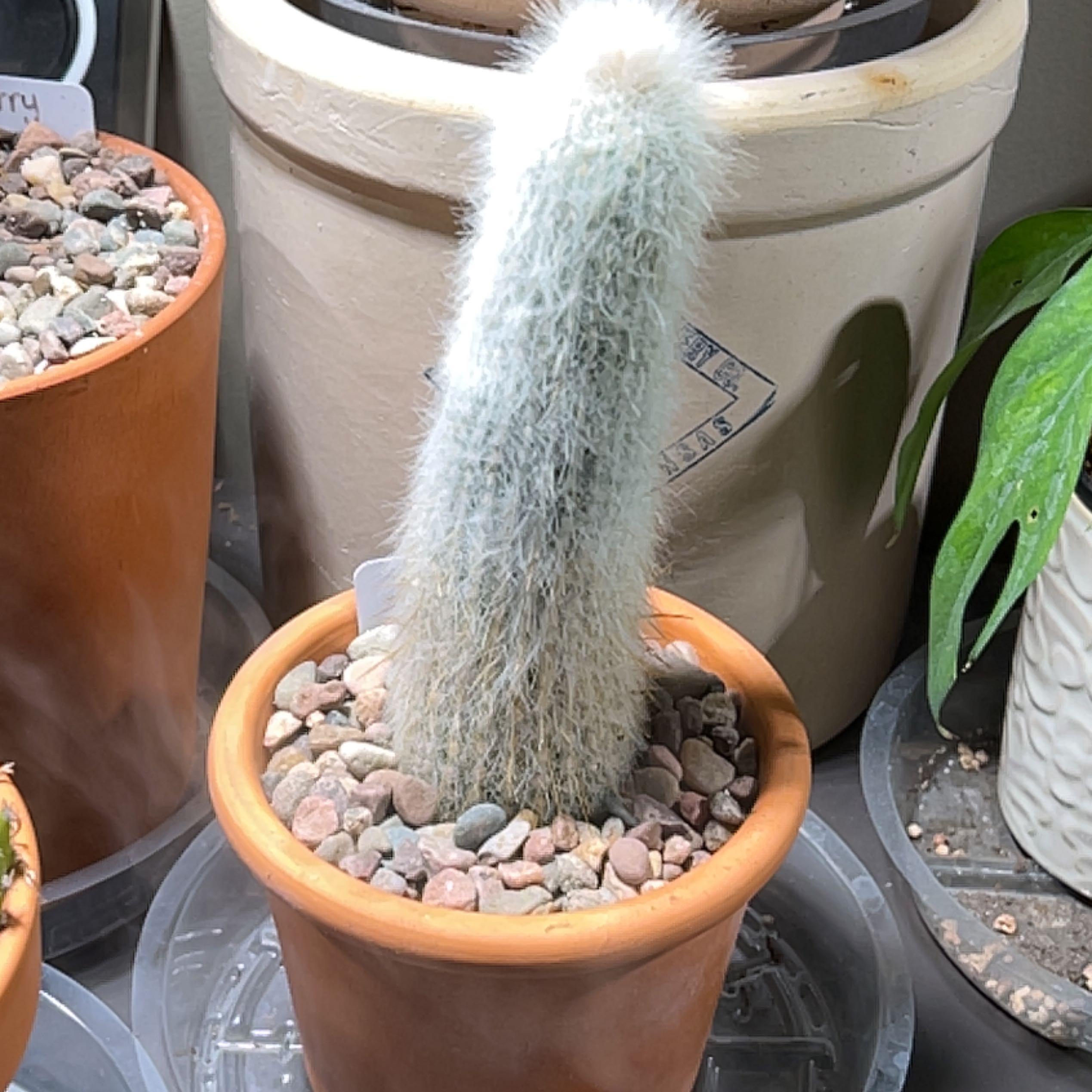 Silver Torch Cactus in a terracotta pot with pebbles on the soil surface.