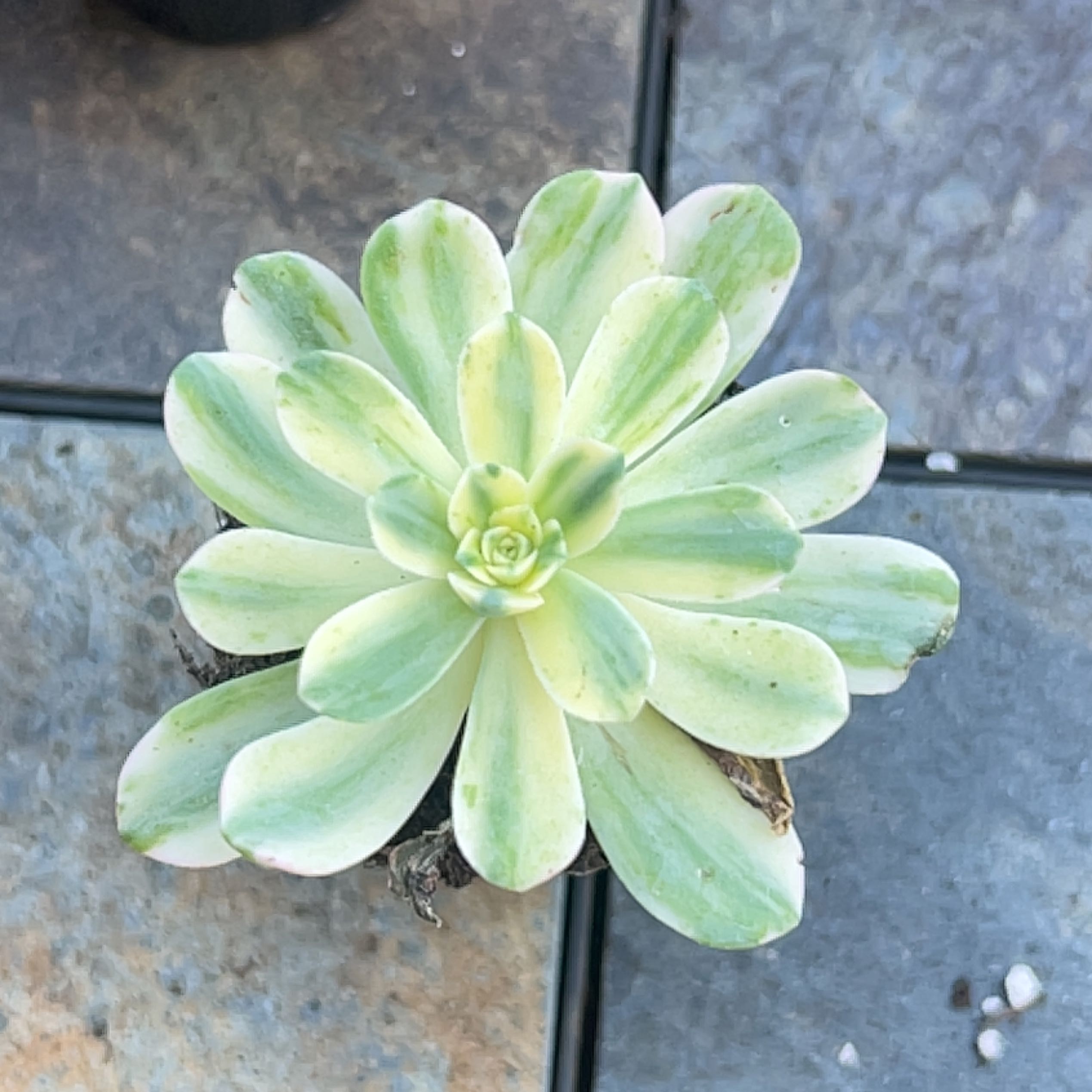 Photo of the plant species Moonburst Aeonium by @Beeps named (LR C4) Luna on Greg, the plant care app
