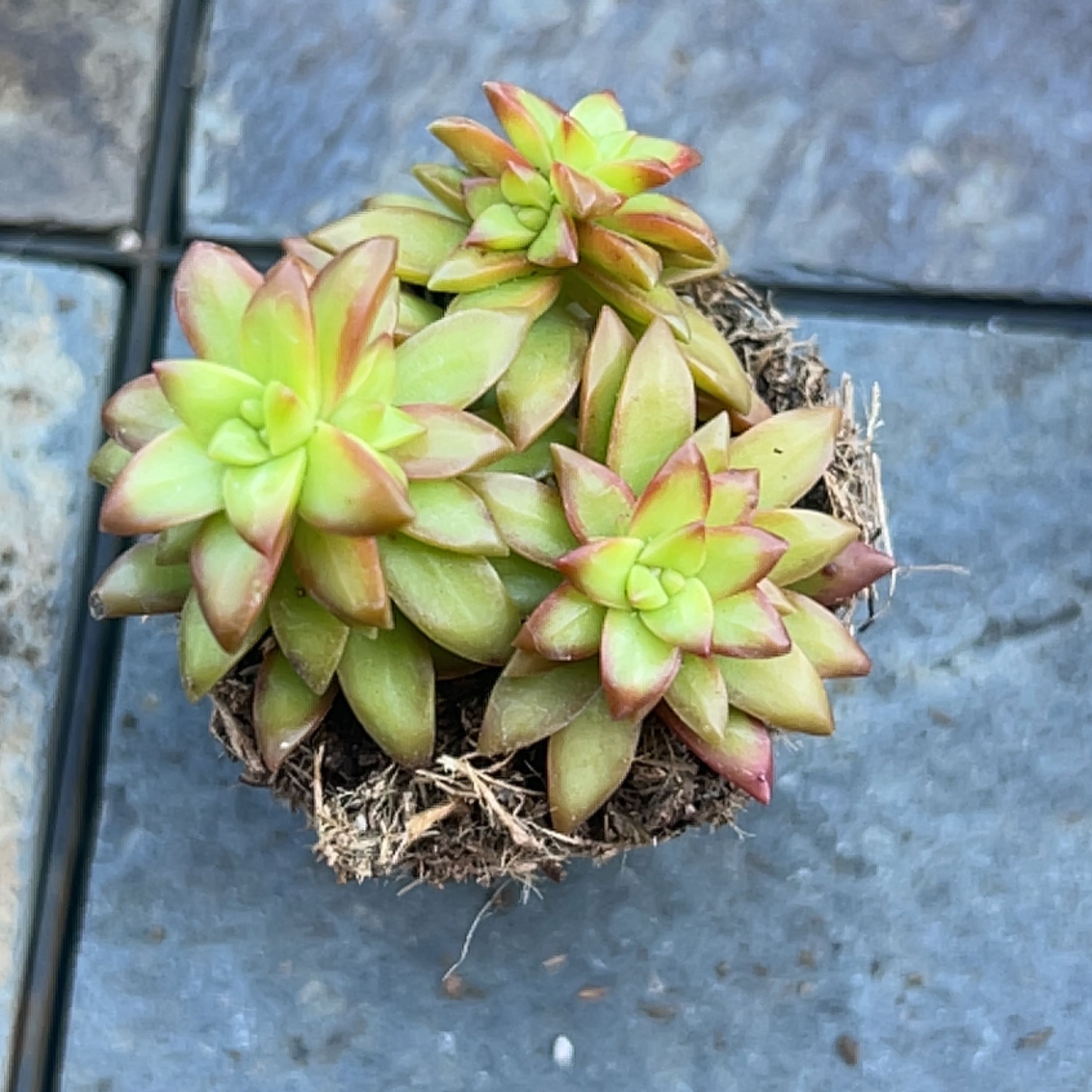 Sedum adolphi 'Shooting Stars' succulent with green and reddish leaves in a small pot.