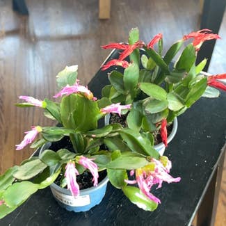 Easter Cactus plant in Excelsior Springs, Missouri