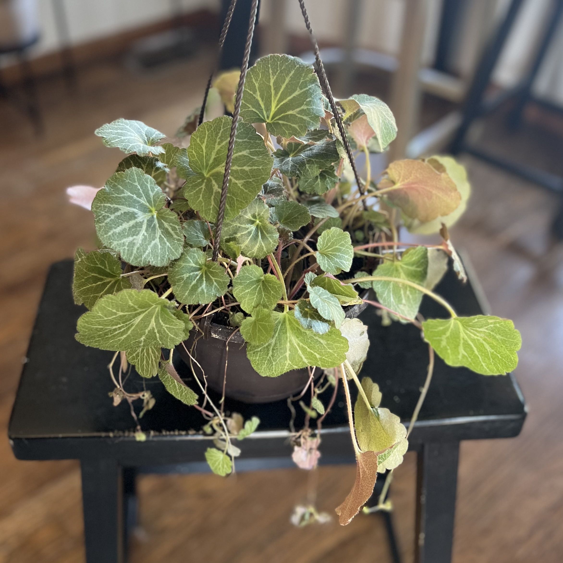 Strawberry Begonia plant in a hanging pot with some browning leaves.