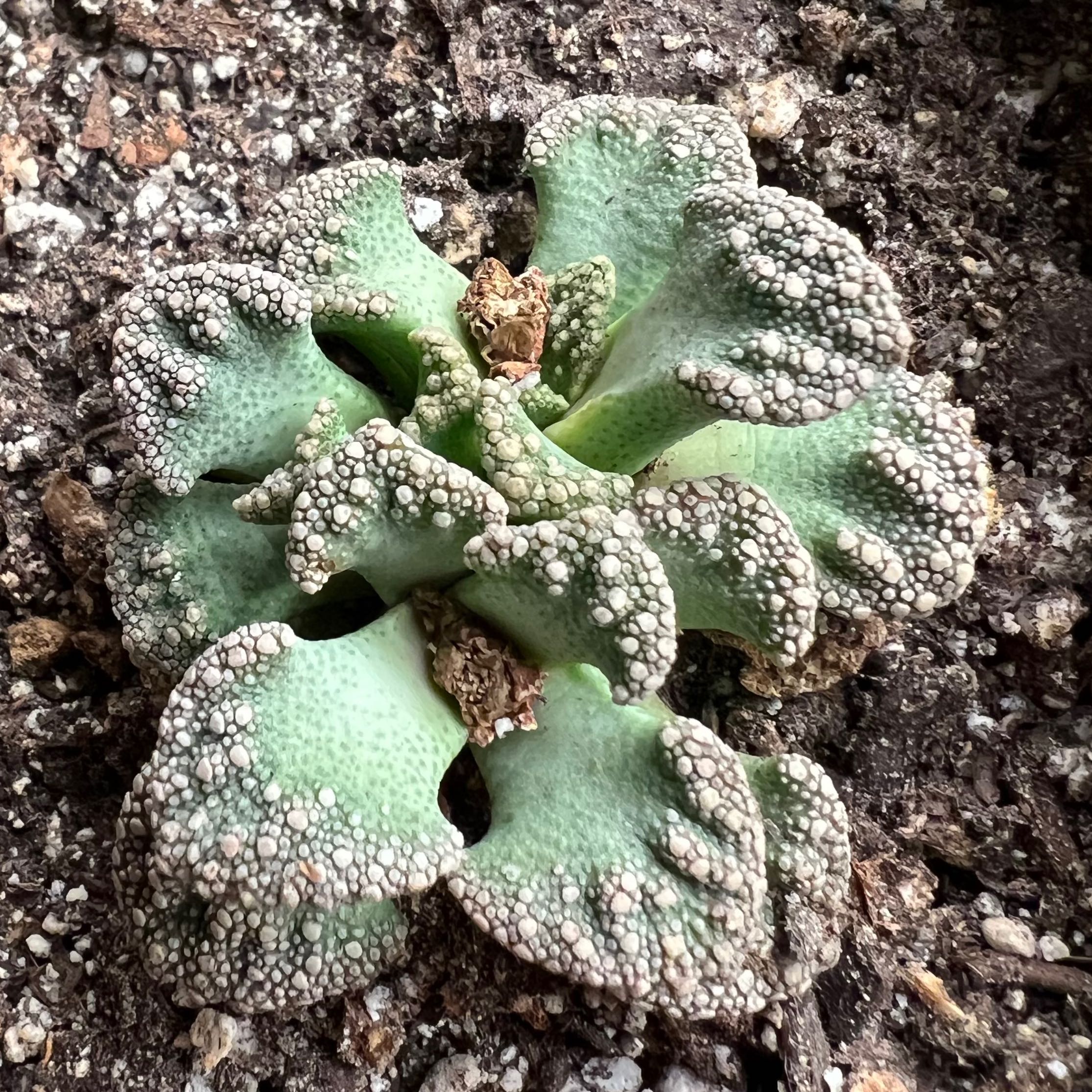 A well-framed image of a healthy succulent with textured leaves and visible soil.