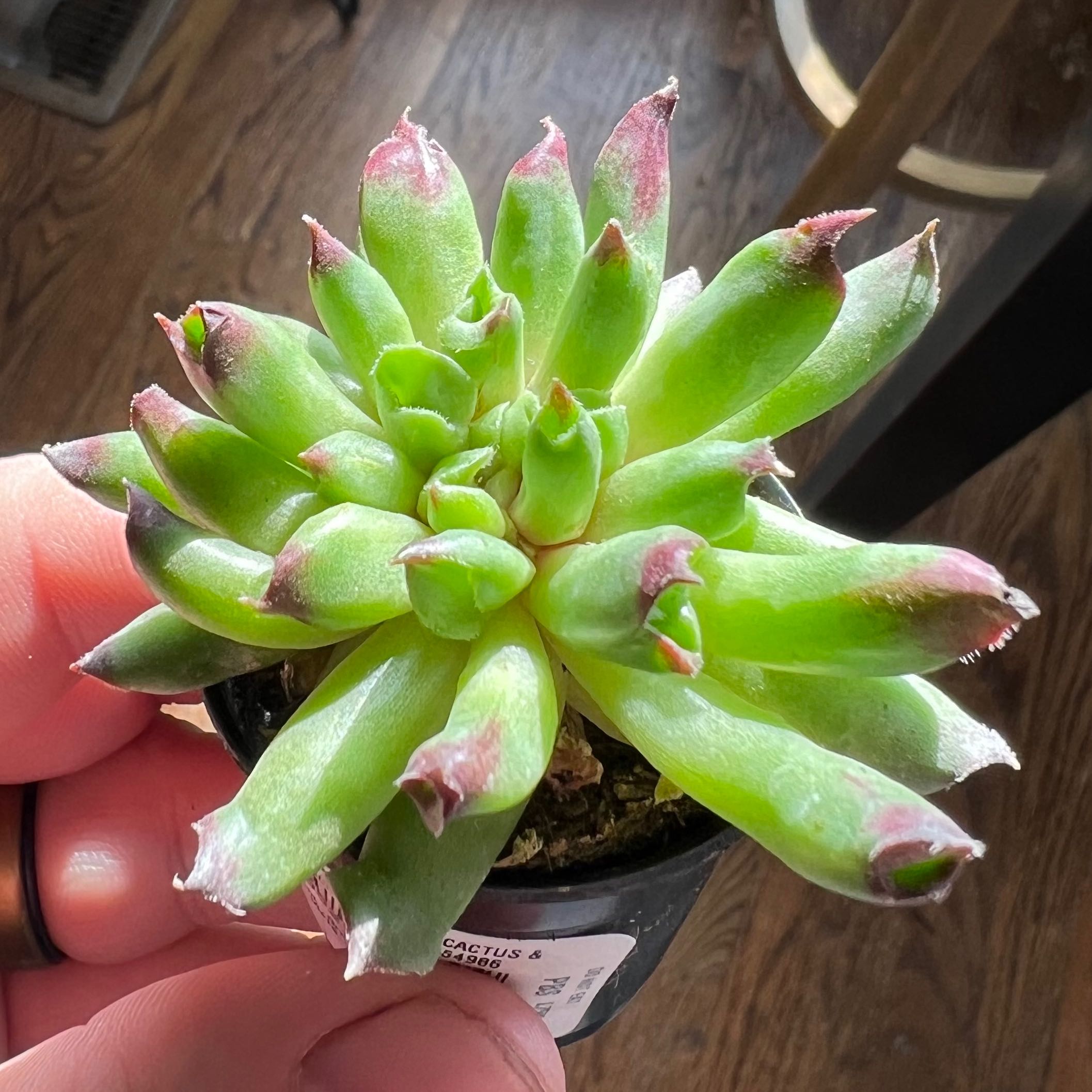 A healthy succulent plant with green leaves and reddish tips, held by a hand.