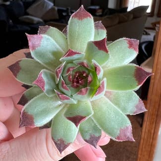 Hens and Chicks plant in Excelsior Springs, Missouri