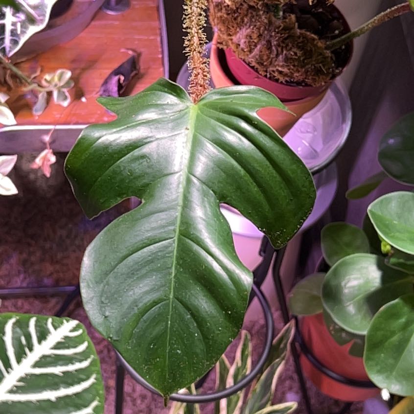 Healthy green leaf of a Hairy Philodendron plant with glossy texture.