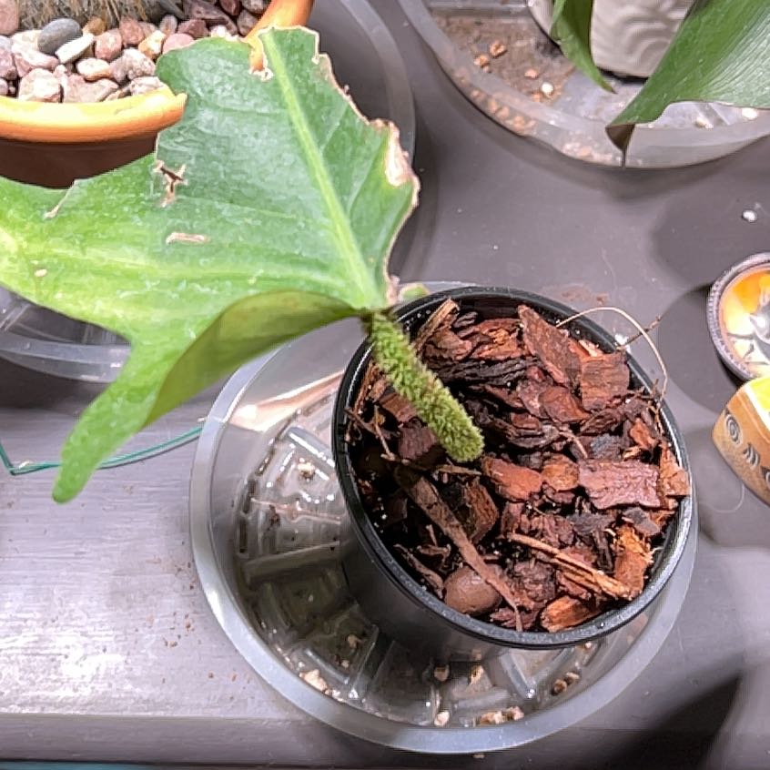 Hairy Philodendron plant in a pot with visible soil and bark mulch, showing some browning on the leaf edges.