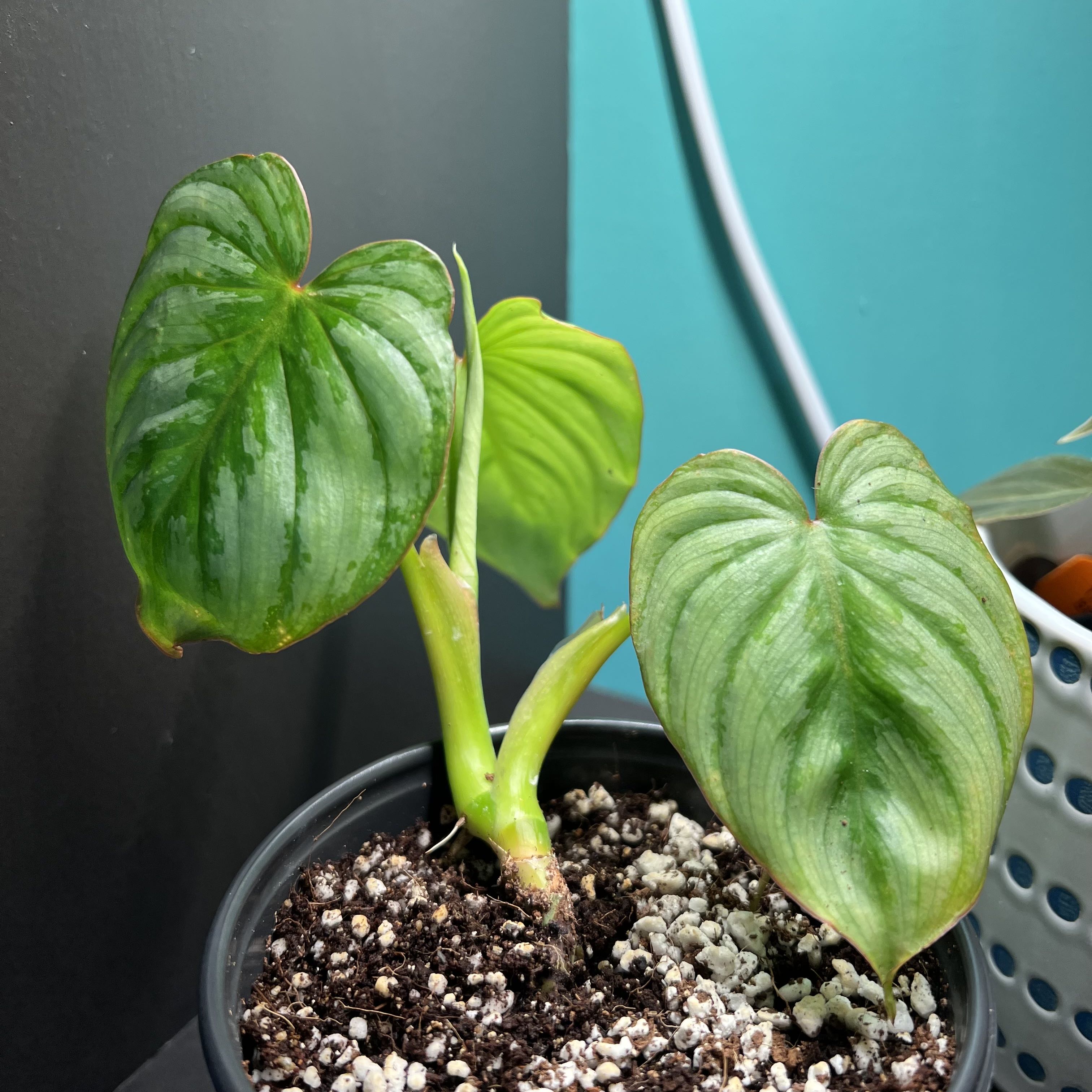 Philodendron 'McDowell' plant in a pot with visible soil and healthy green leaves.