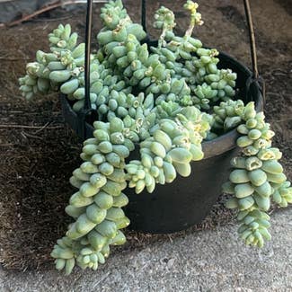 Burro's Tail plant in Excelsior Springs, Missouri