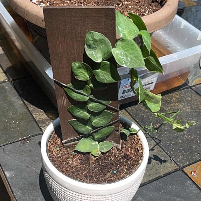 Rhaphidophora hayi plant climbing a wooden support in a white pot with visible soil.