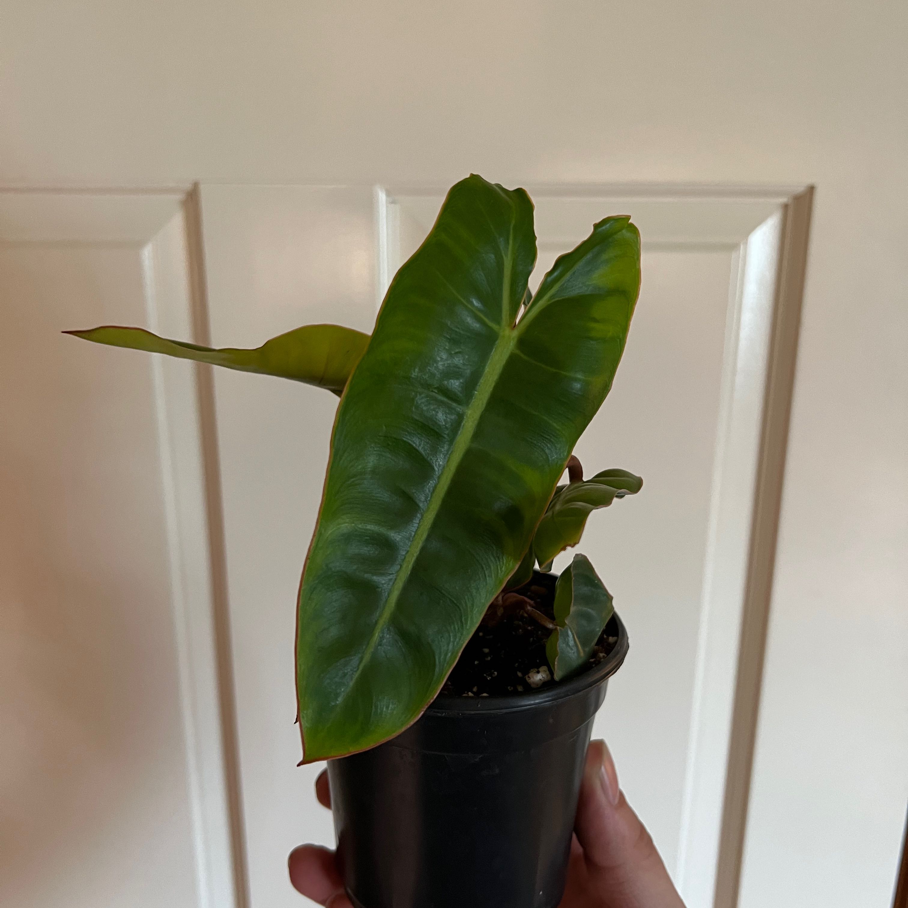 Philodendron billietiae plant in a black pot, held by a hand, with large green leaves.