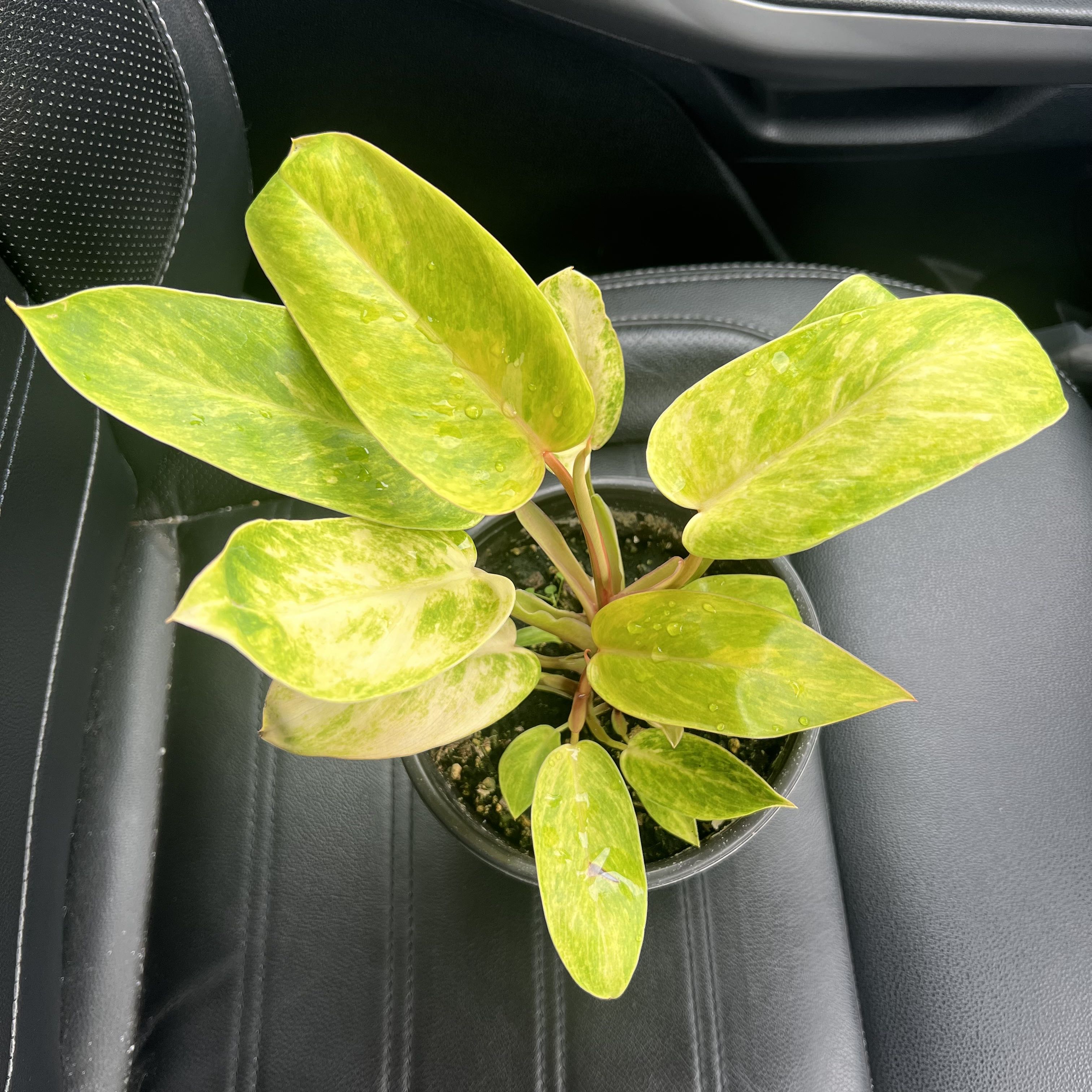 Philodendron 'Painted Lady' plant with variegated leaves in a small pot on a car seat.