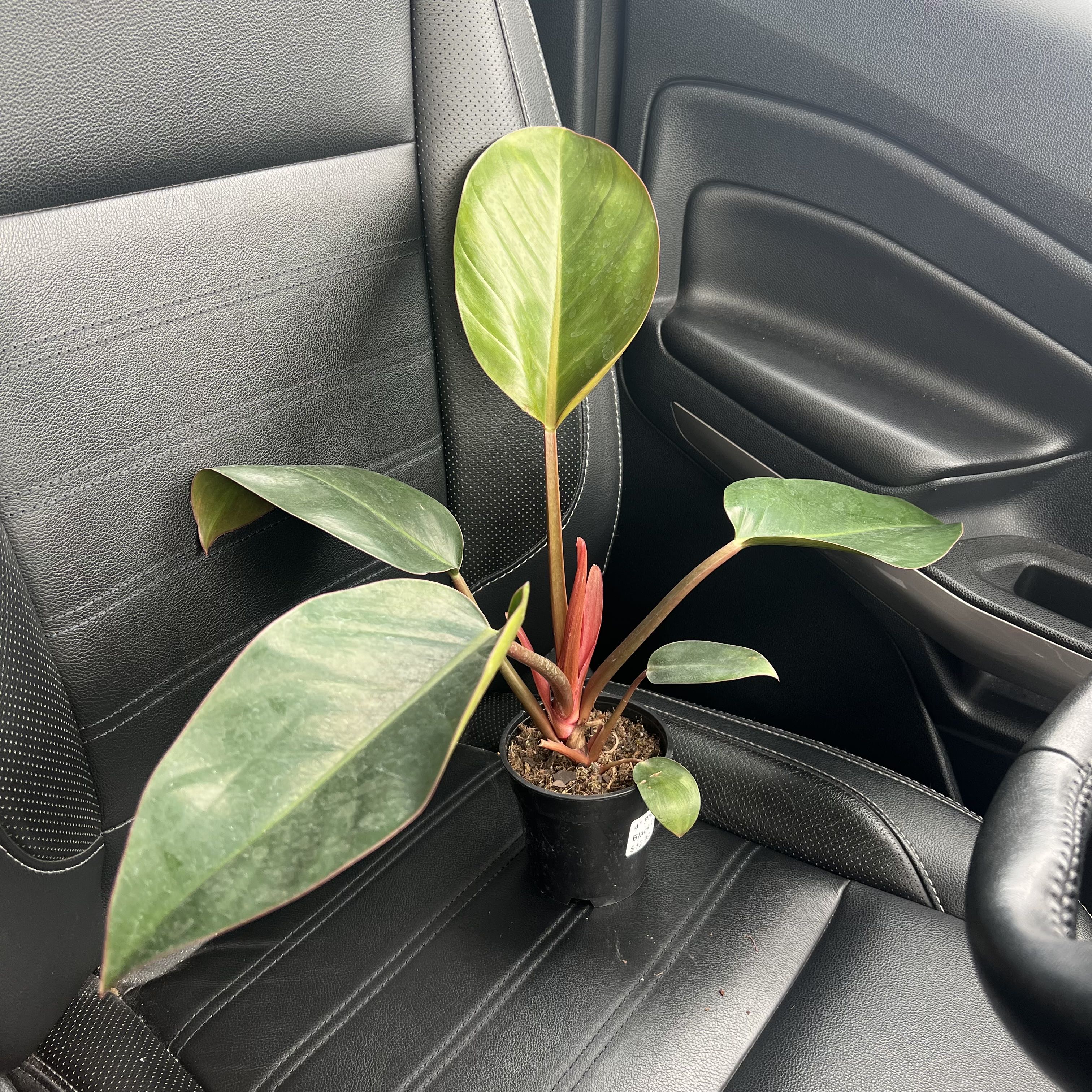 Philodendron 'Black Cardinal' plant on a car seat, healthy with glossy leaves.