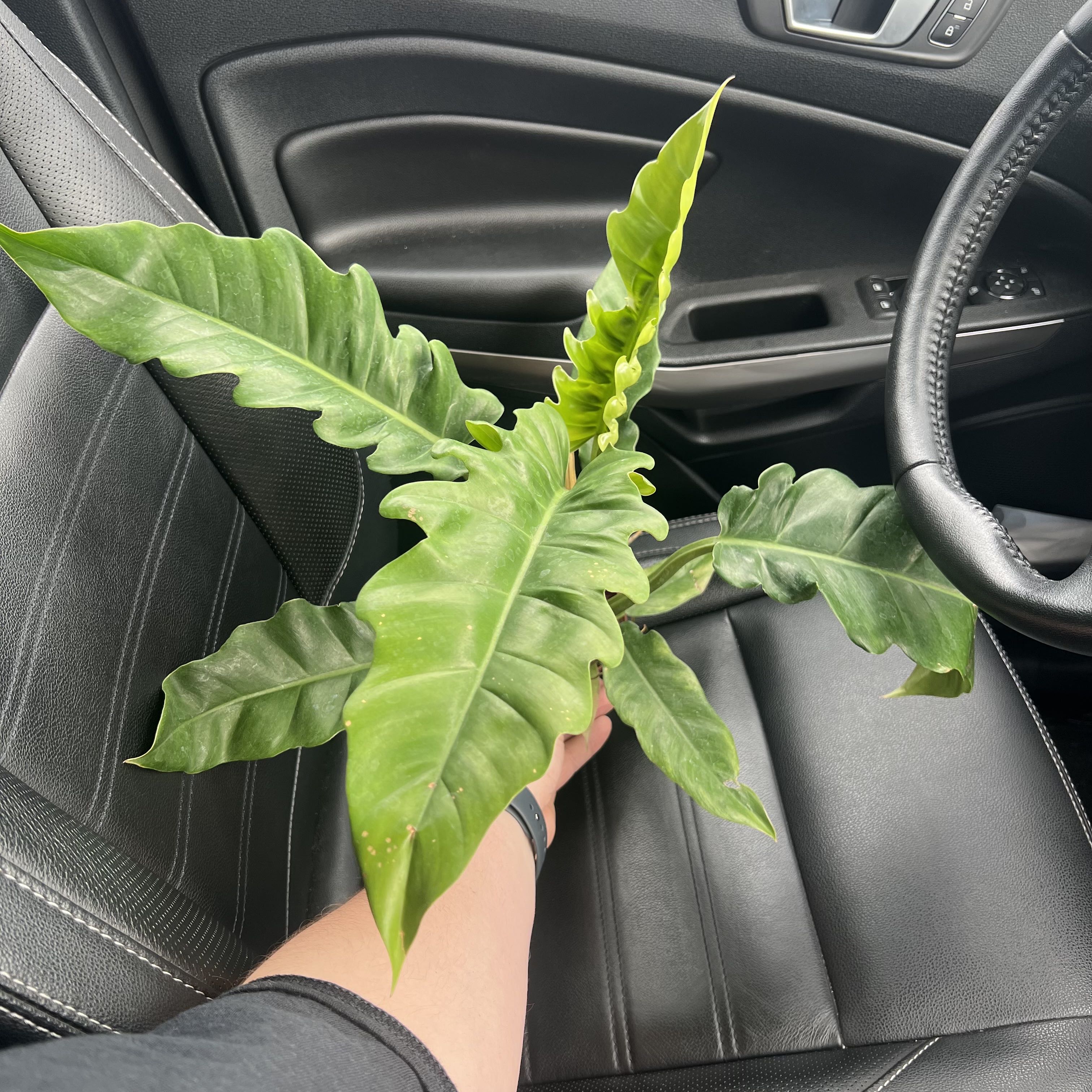 Philodendron Narrow Tiger Tooth plant with healthy green leaves held by a hand inside a car.