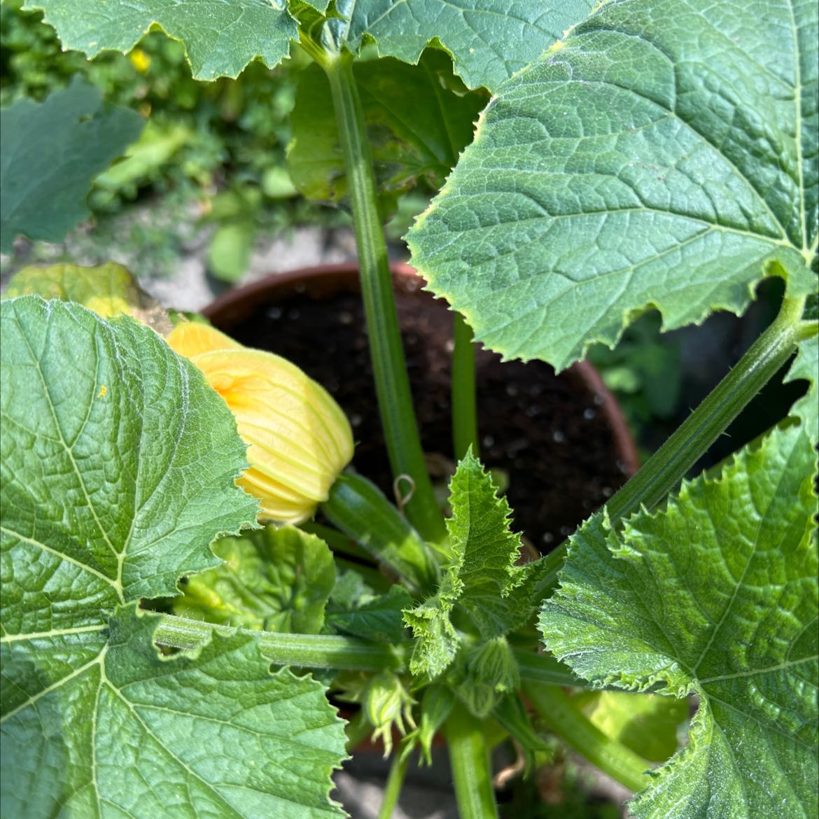 Healthy Summer Squash plant with large green leaves and a yellow flower.