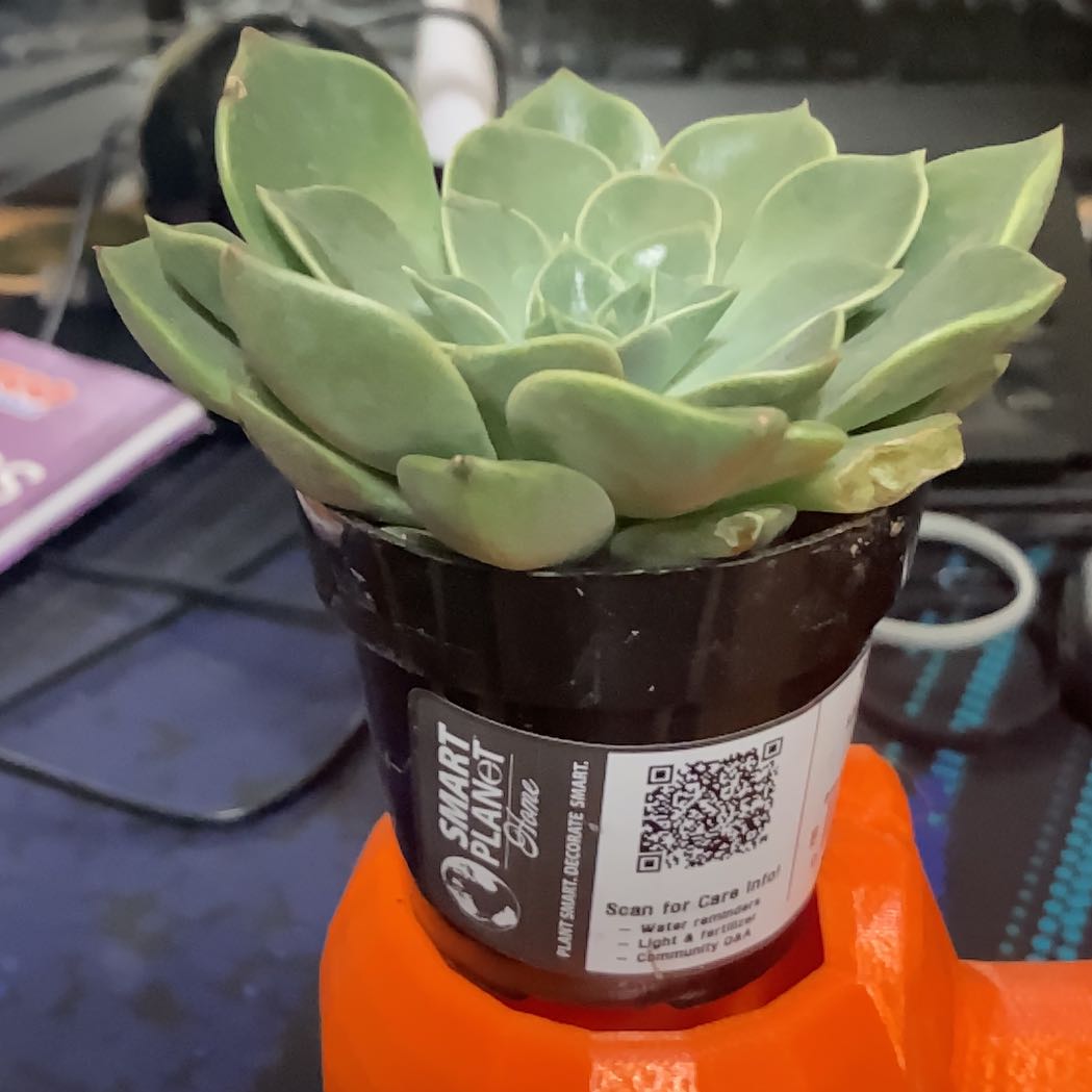 Photo of the plant species Graptoveria 'Tasha' by @FancierSeastock named Planty on Greg, the plant care app