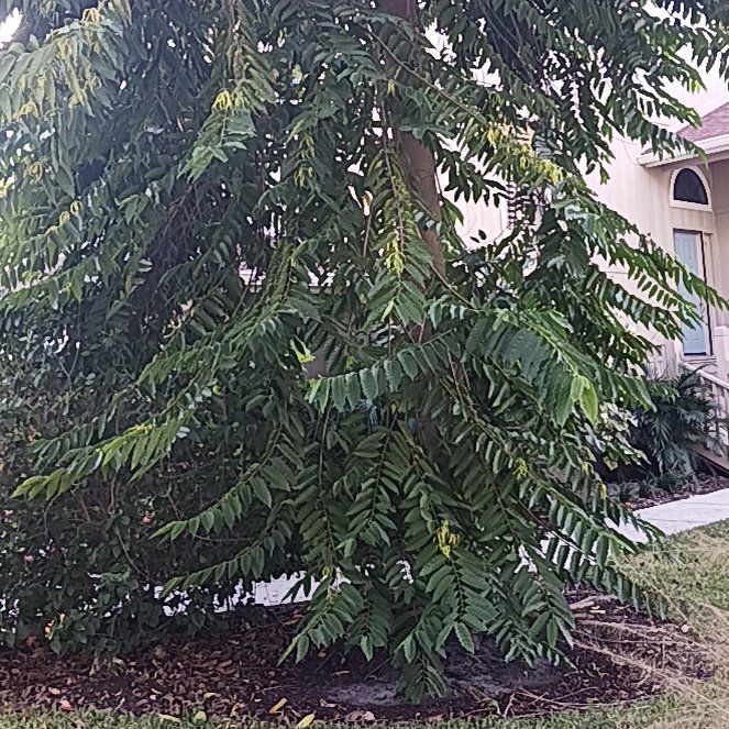 Photo of the plant species Neem by @CoolSaguaro named Fernie Mercury on Greg, the plant care app