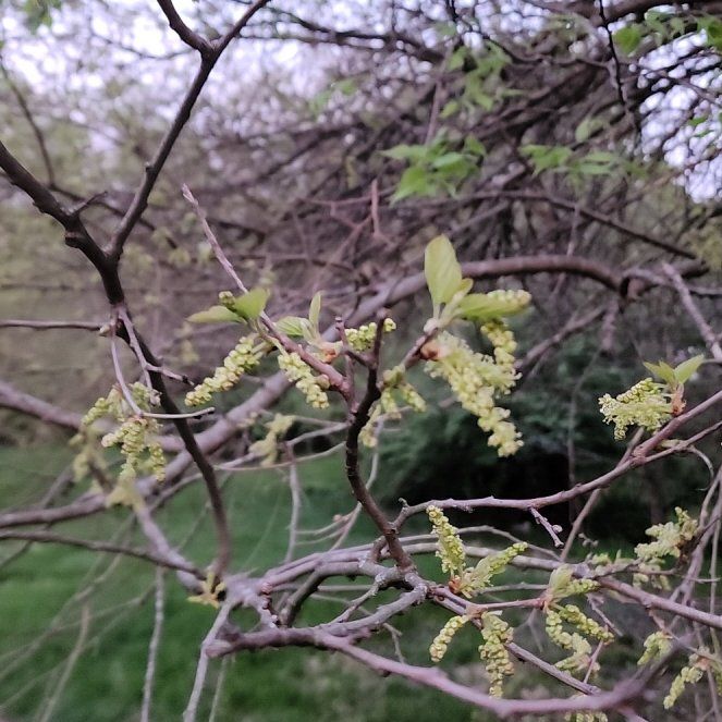 Photo of the plant species Elephant Tree by @jorojo named Nithin on Greg, the plant care app