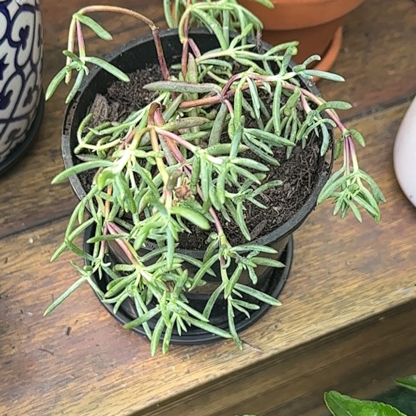 Healthy variegated moss rose succulent with pink-tipped green trailing leaves in a black nursery pot on a wooden surface.