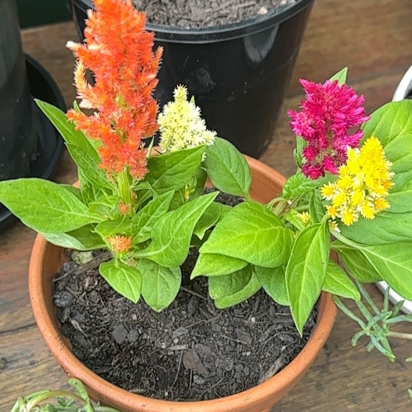 Healthy Cockscomb plants with bright orange, pink and yellow ruffled flower stalks in a terracotta pot with dark soil.