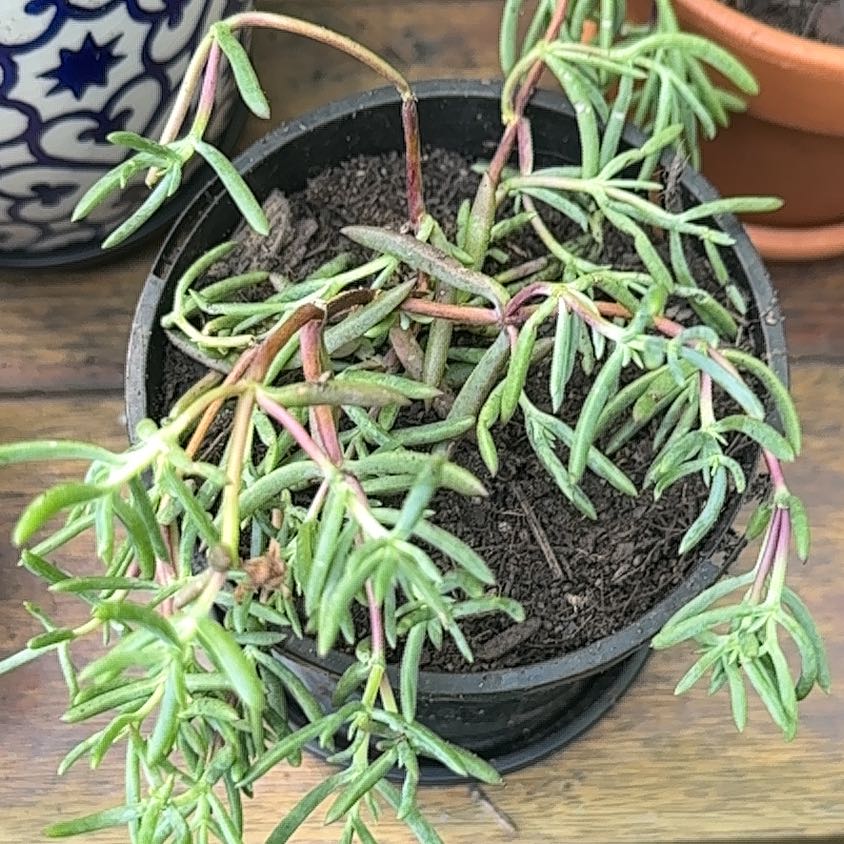 Healthy moss rose purslane succulent in black pot with delicate green leaves tinged pink at tips, held in hands.