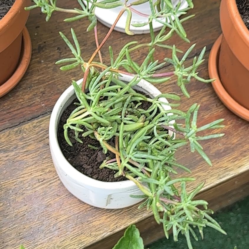 Healthy Moss Rose Purselane plant with dense green foliage growing in a small white ceramic pot, soil visible.