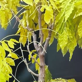 Photo of the plant species Japanese Wisteria by @GoodElkweed named Wisteria Bonsai on Greg, the plant care app