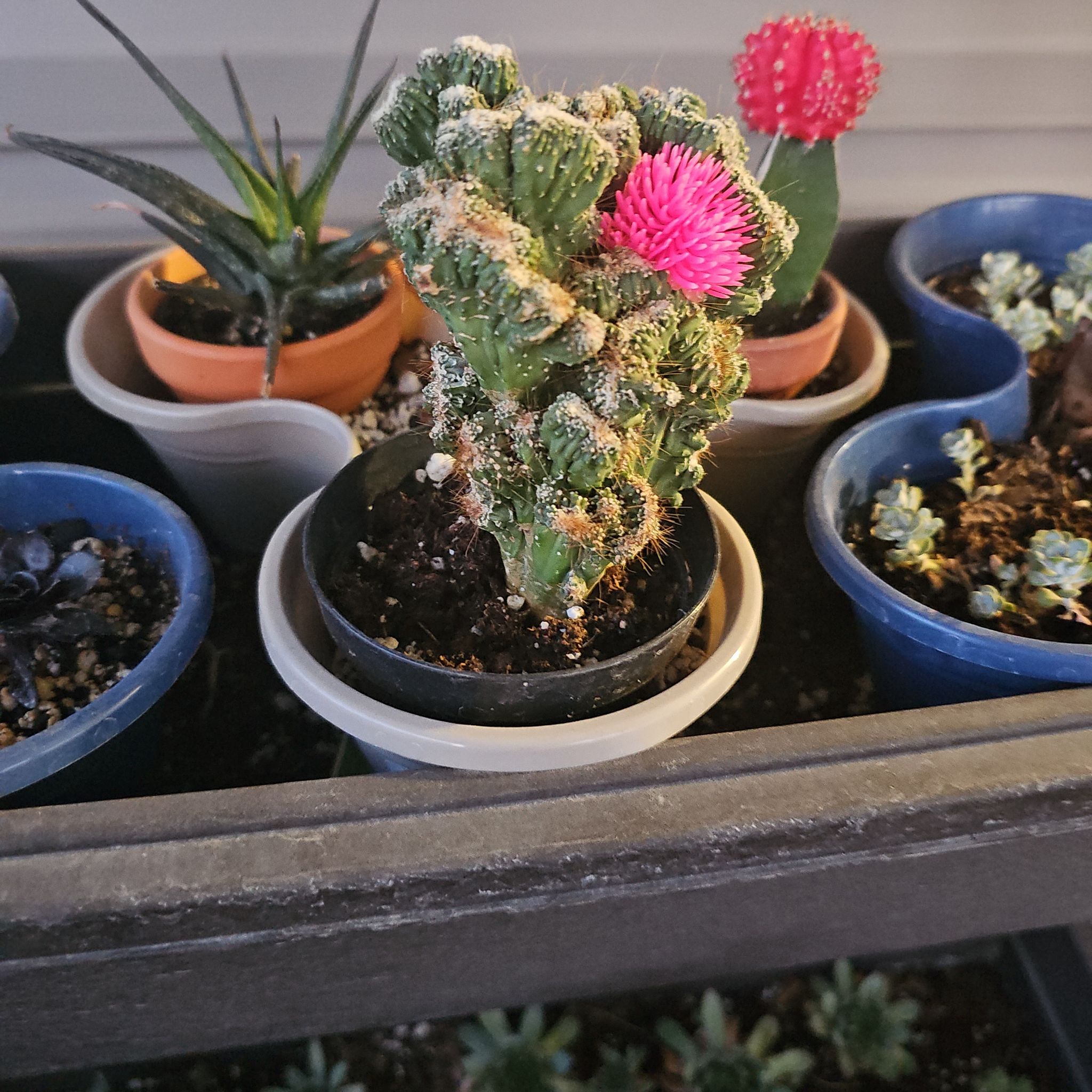 Photo of the plant species Cereus peruvianus 'Paolina' by @PalpablePurei named Gregarious on Greg, the plant care app