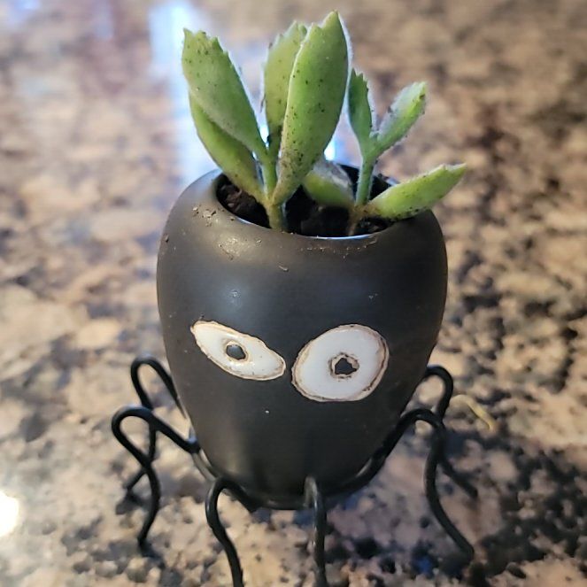 Photo of the plant species Cotyledon tomentosa subsp. ladismithiensis by @SwellRamarama named Ulysses S Plant on Greg, the plant care app