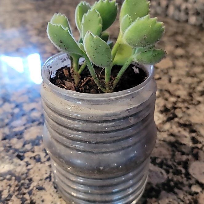 Photo of the plant species Cotyledon tomentosa subsp. ladismithiensis by @SwellRamarama named Spike Leaves on Greg, the plant care app